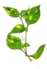 Floratica ¦ Hygrophila C. Variegatus (5x) Live Aquarium Plant Tropical Fish Tank