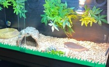 GRASS DECAL STICKER TORTOISE