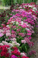 Sweet William Dianthus