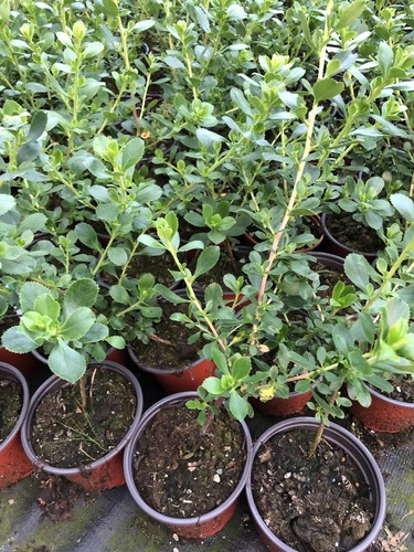 Special offer escallonia - offer,