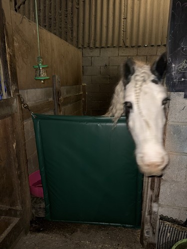 Green equine protection - green,