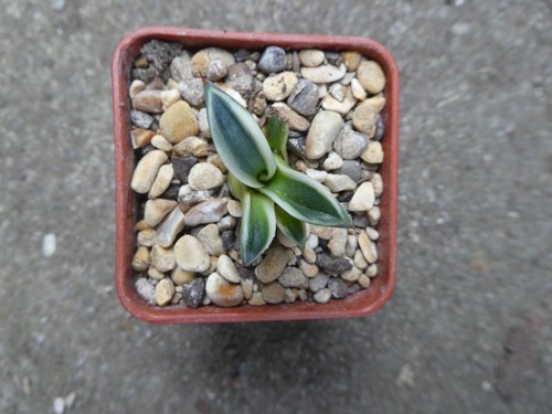 Agave patoni hikisusyote - agave,