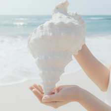 Rubeta Conch Shell Replica -