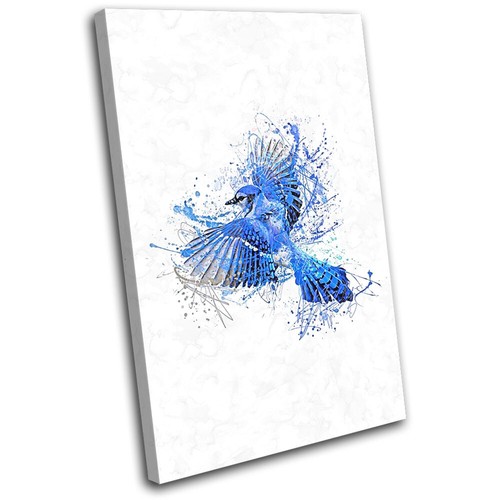 Blue jay bird splash - bird, animals