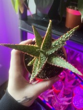 Aloe cv. 'Christmas Carol' 6cm