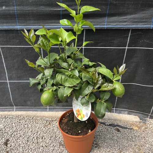 Citrus lemon adamo ancient - 'adamo',