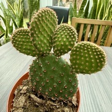 Opuntia (Rufida) Microdasys