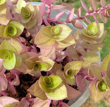 Callisia repens 'Gold