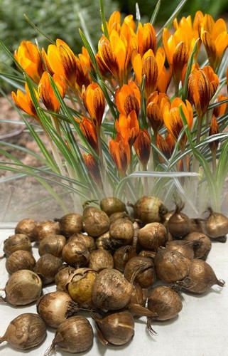 100 orange monarch botanical - 1-100,