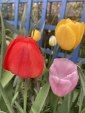 Twenty colourful mixed - colourful, tulip