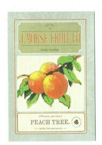 Prunus persica peach tree - prunus,