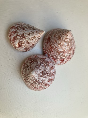 Pcs strawberry trochus - 3,