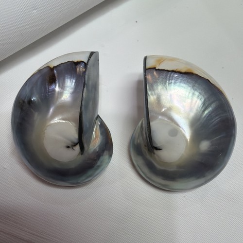 Nautilus shell focal bead - nautilus,