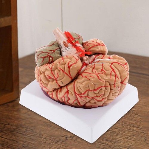 Human brain model teaching aid - teaching,