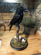 Taxidermy Carrion Crow (Corvus corone) Mounted On Ranch With Roe Deers Skull 