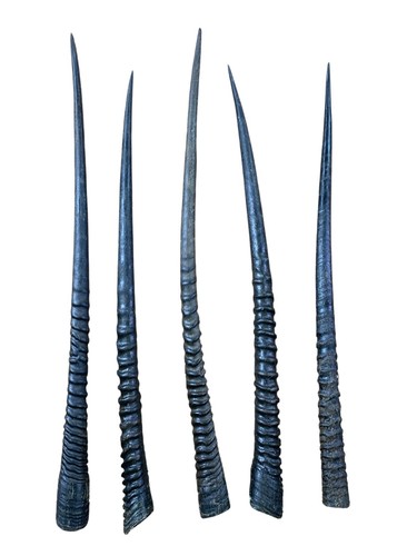Real gemsbok horn - real, 1