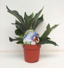 Platycerium Bifurcatum Plant in a 12cm Pot.  Staghorn or Elkhorn Fern