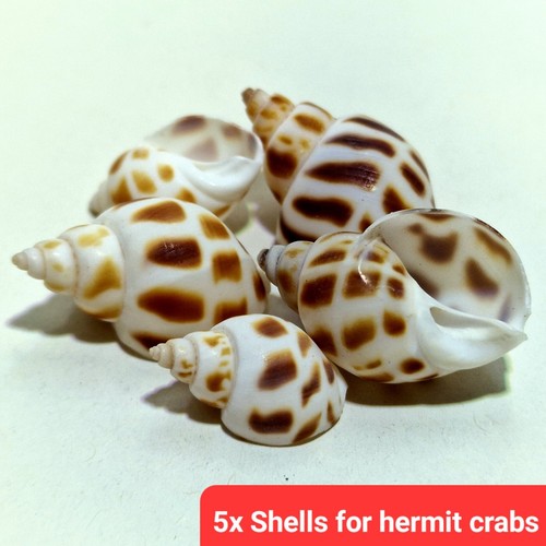 Spare empty shells - 5x,