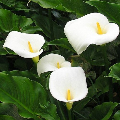 Zantedeschia aethiopica - 25,