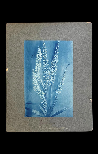Exquisite botanical cyanotype - botanical,