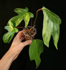Philodendron Florida