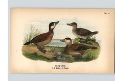 1890 Bird Colored Lithograph