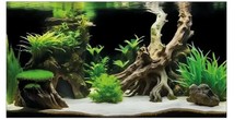 Superfish decorative poster - superfish,