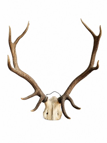 Large stag deer antlers - deer,