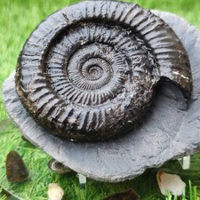 Peronoceras ammonite North