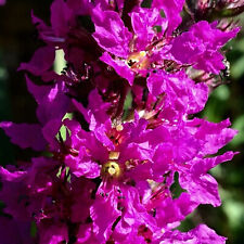 100 Pond Plant Seeds Rose Purple Loosestrife Perennial Bee & Butterfly Lythrum