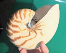  Perfect Massive Collectible