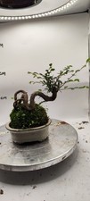 Moss Ball Cliff Elm Bonsai