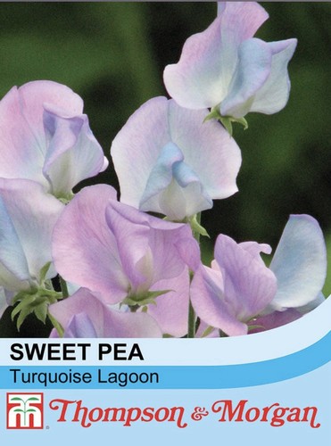 Thompson morgan sweet pea - thompson, &