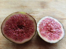 3x Organic Fig Fruit Tree