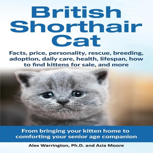 British shorthair cat from - british,