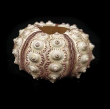  Sea urchin Cream & Brown