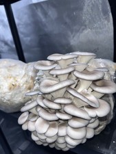 Blue Oyster Mushroom Grow Kit