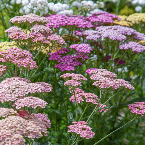 Achillea summer pastels - 'summer, pastels'