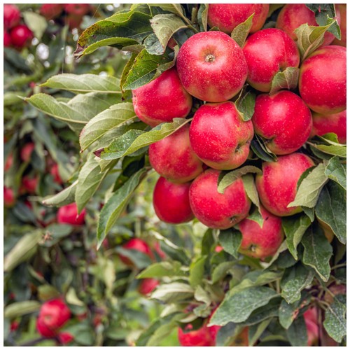 Elstar apple tree ready - elstar, to