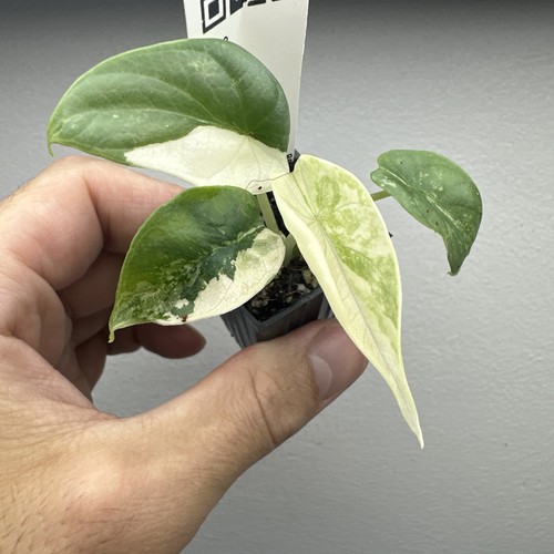 Alocasia silver dragon - dragon, albo