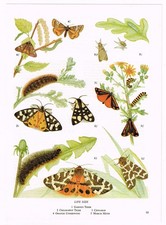 March Moth Garden Tiger Orange Underwing Insect Old Picture Print 1968 OBOI#95
