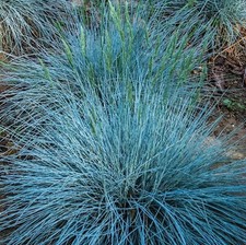 6 x Blue Fescue ornamental