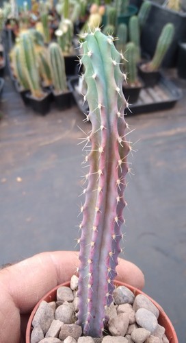 Myrtillocactus geometrizans