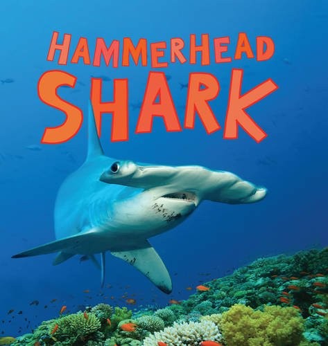 Discover sharks hammerhead - discover,