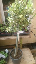 Olea Europaea Olive Tree 3 to 5ft Tall 3/4 Litre Pot various (growing plants)