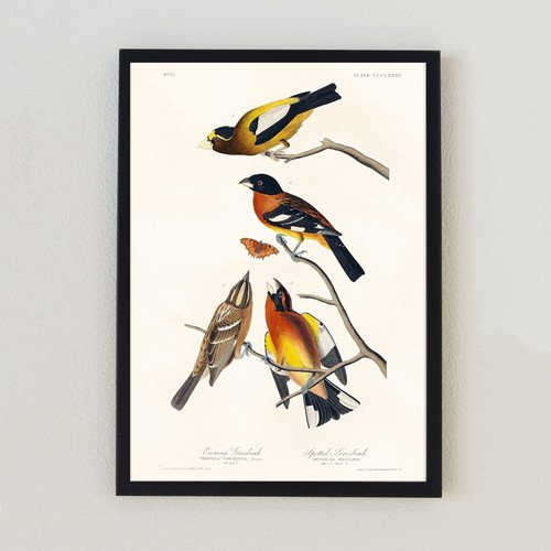 Vintage bird illustration - bird,