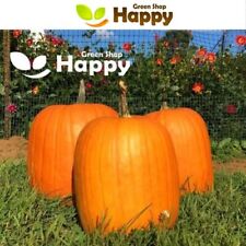 VEGETABLE SEEDS PUMPKIN CONNECTICUT FIELD 15 SEEDS - HALLOWEEN TYPE - 7kg Fruits
