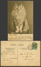 Female Cat Kitten, She, Pet