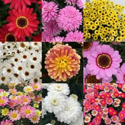 Argyranthemum aramis mixed - argyranthemum,