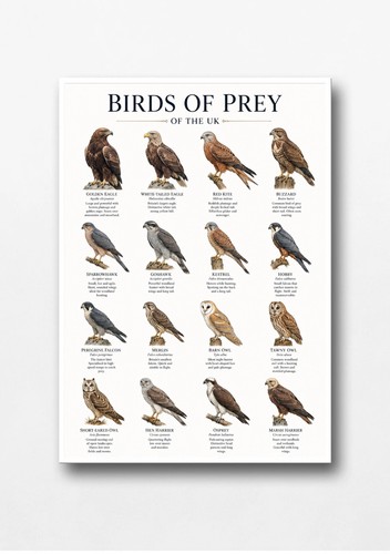 Birds prey poster - prey, a4